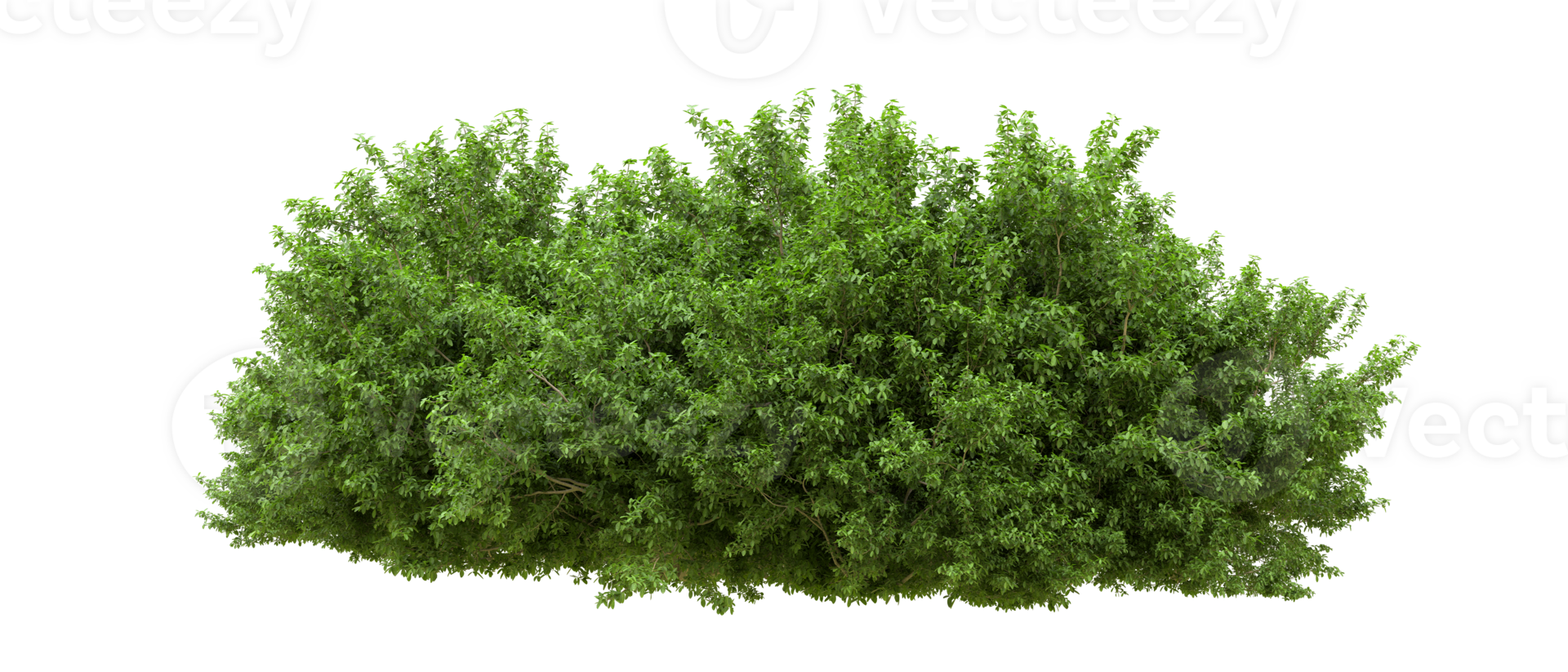 Green forest isolated on background. 3d rendering - illustration png