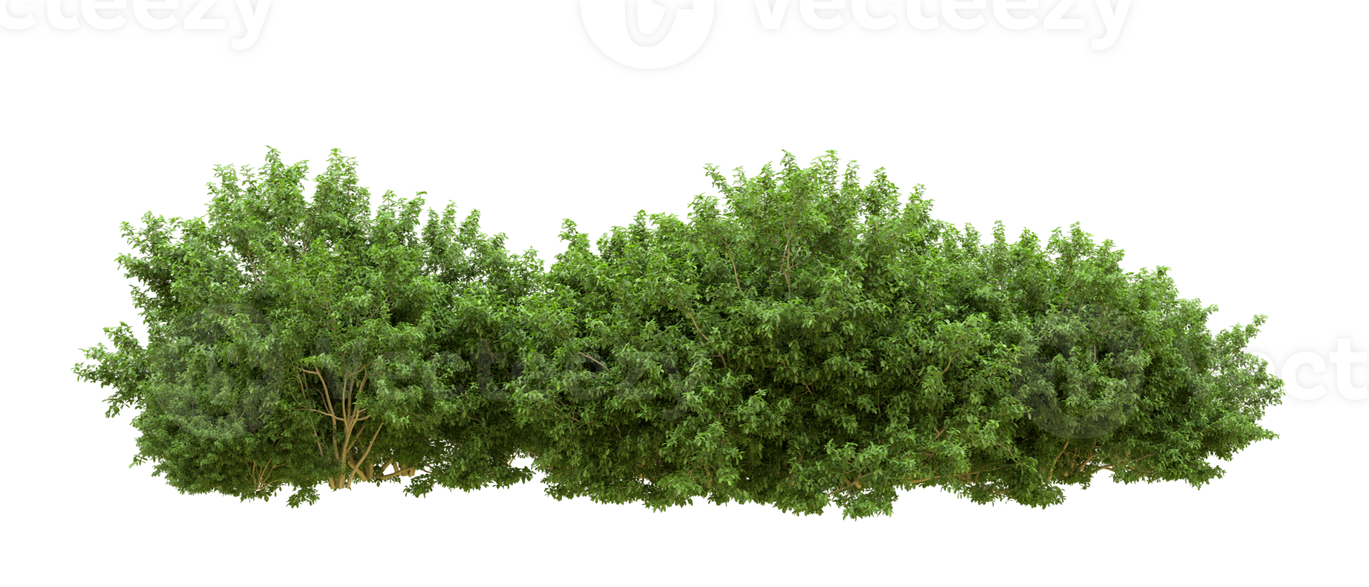 Green forest isolated on background. 3d rendering - illustration png