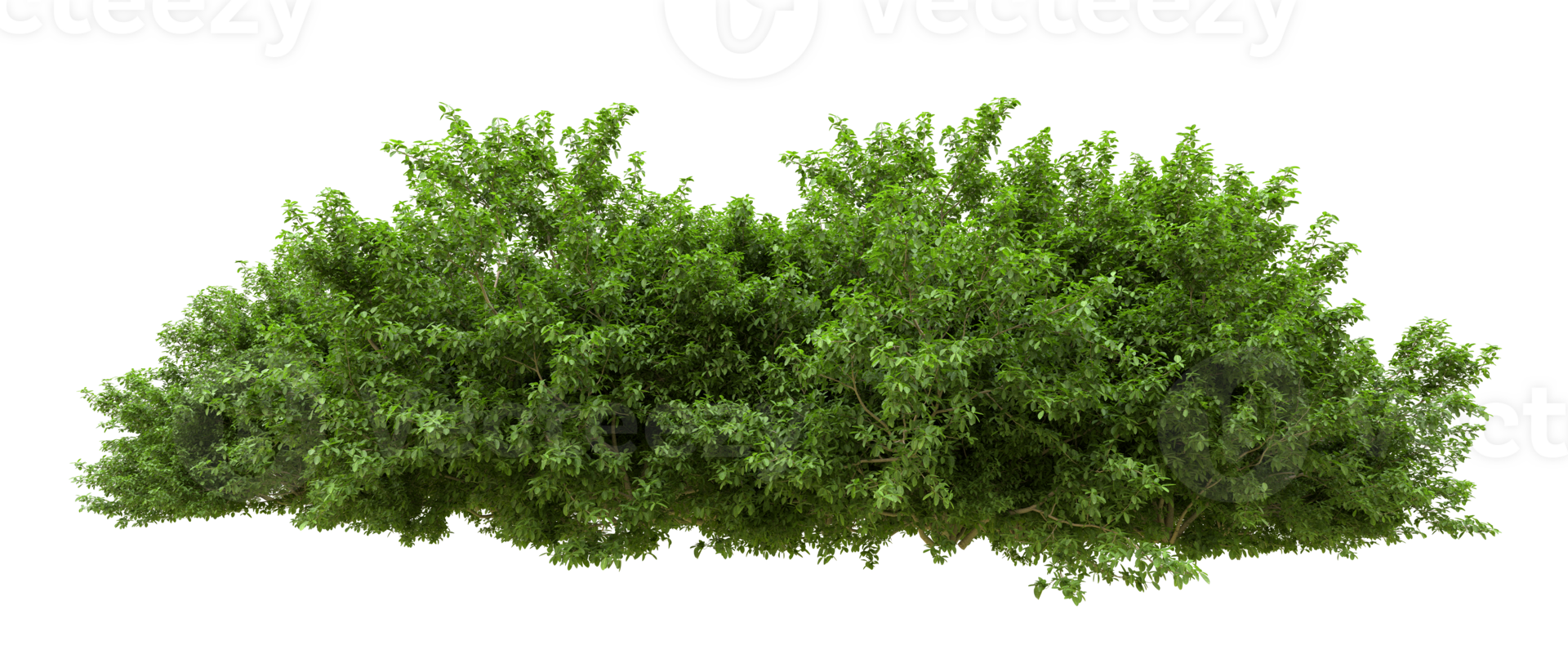 Green forest isolated on background. 3d rendering - illustration png