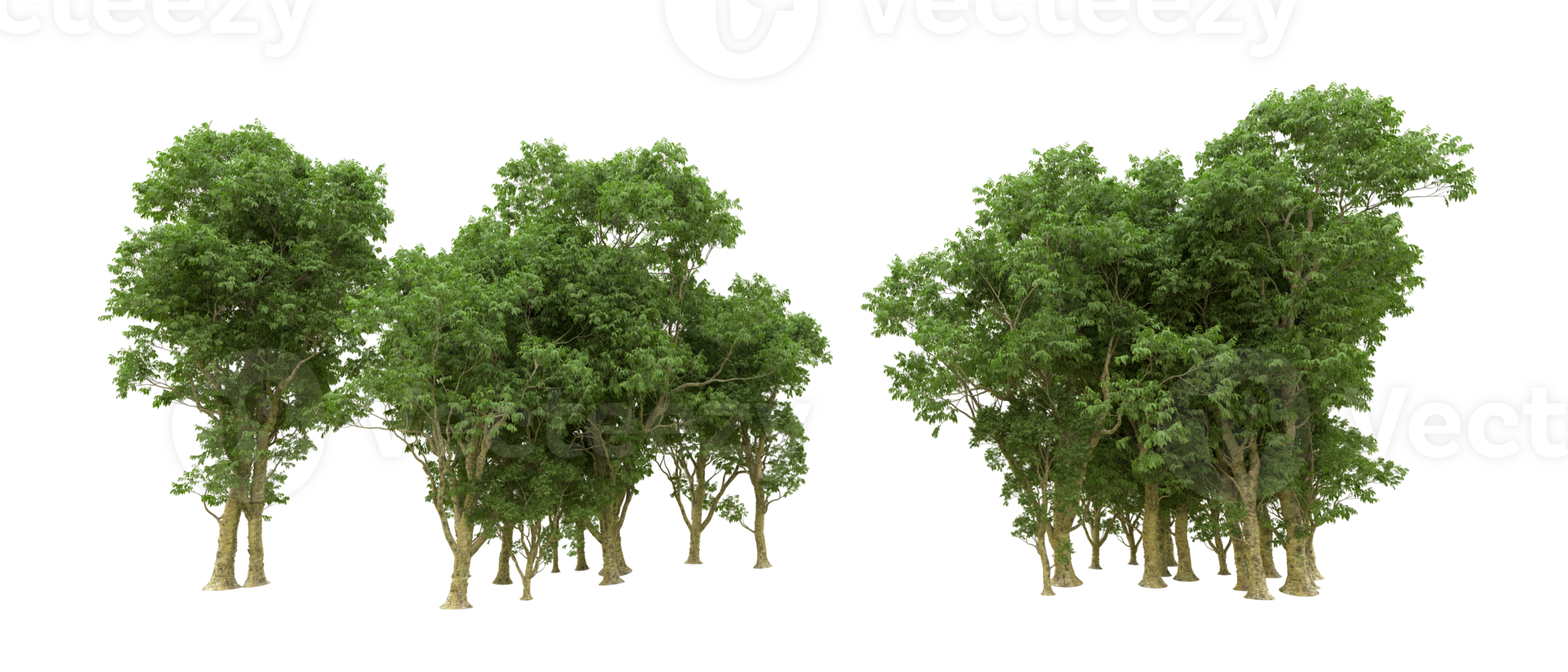 Green forest isolated on background. 3d rendering - illustration png