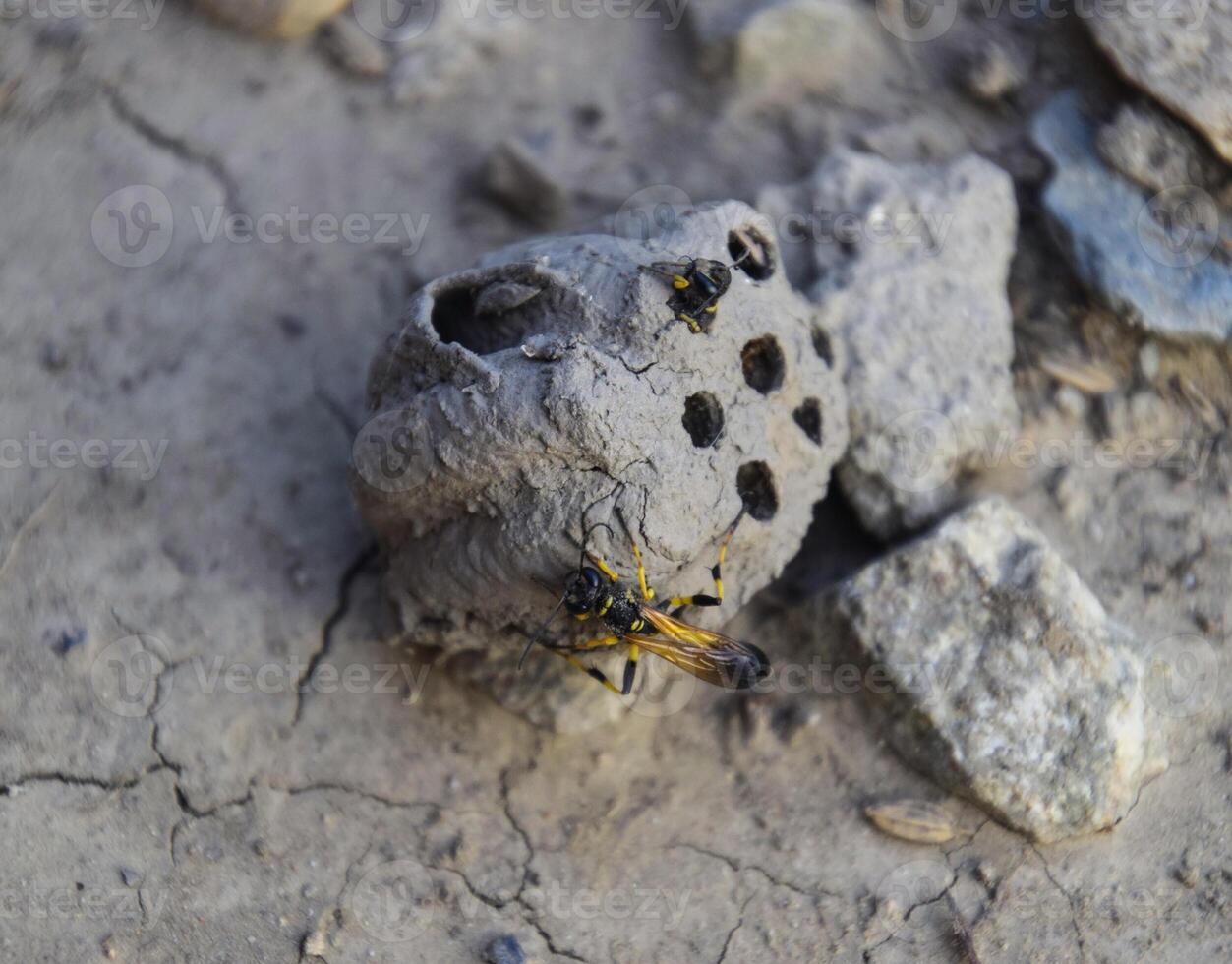 Break a hornet's nest of clay. Nests of clay belonging wasp. Clay camera in the nest and store food for larvae of them. The socket has input and ventillyatsionnye openings photo