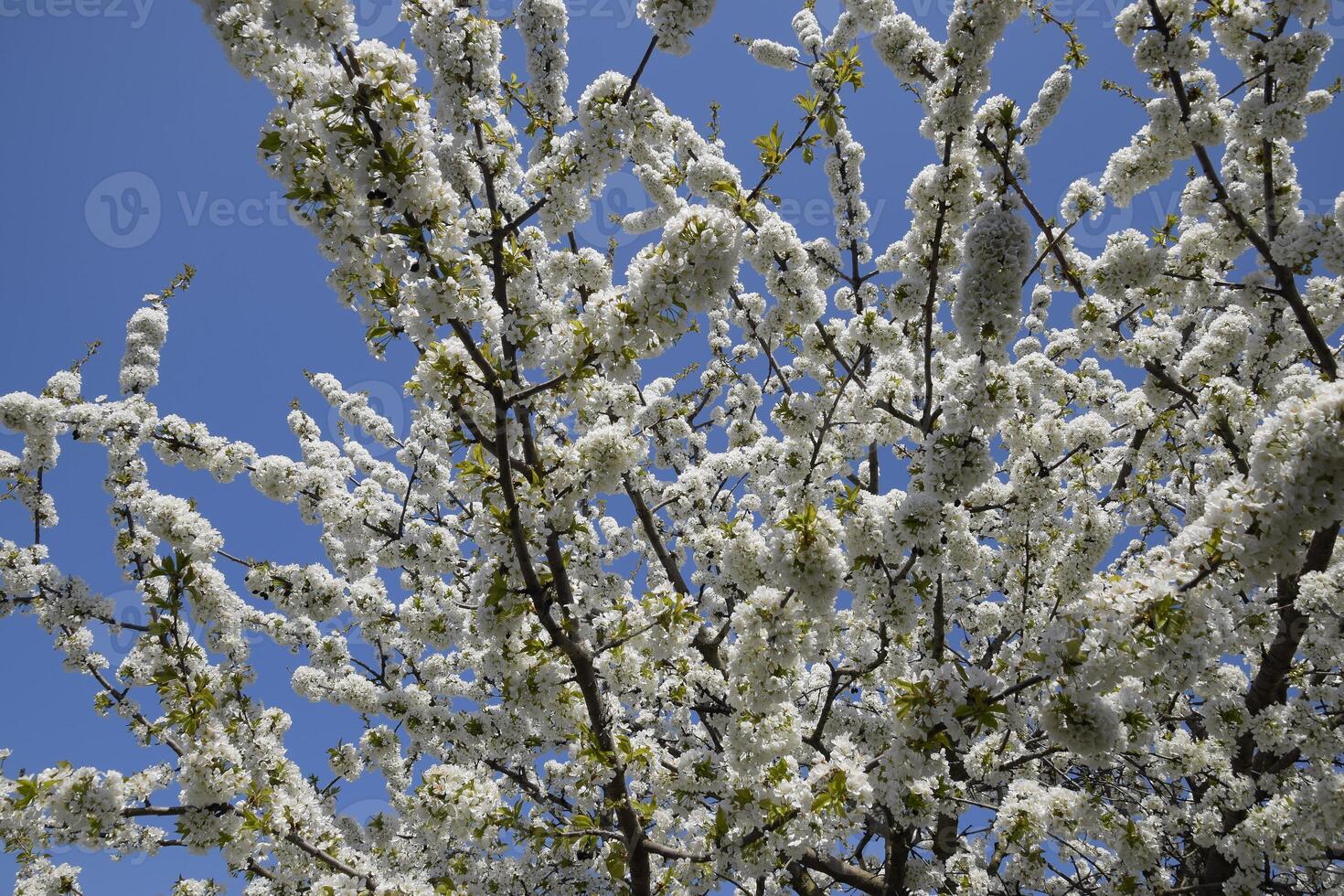 Prunus avium Flowering cherry. Cherry flowers on a tree branch photo