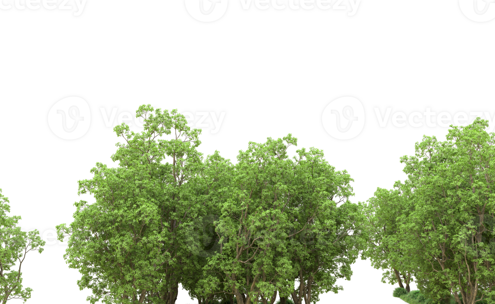 Green forest isolated on background. 3d rendering - illustration png