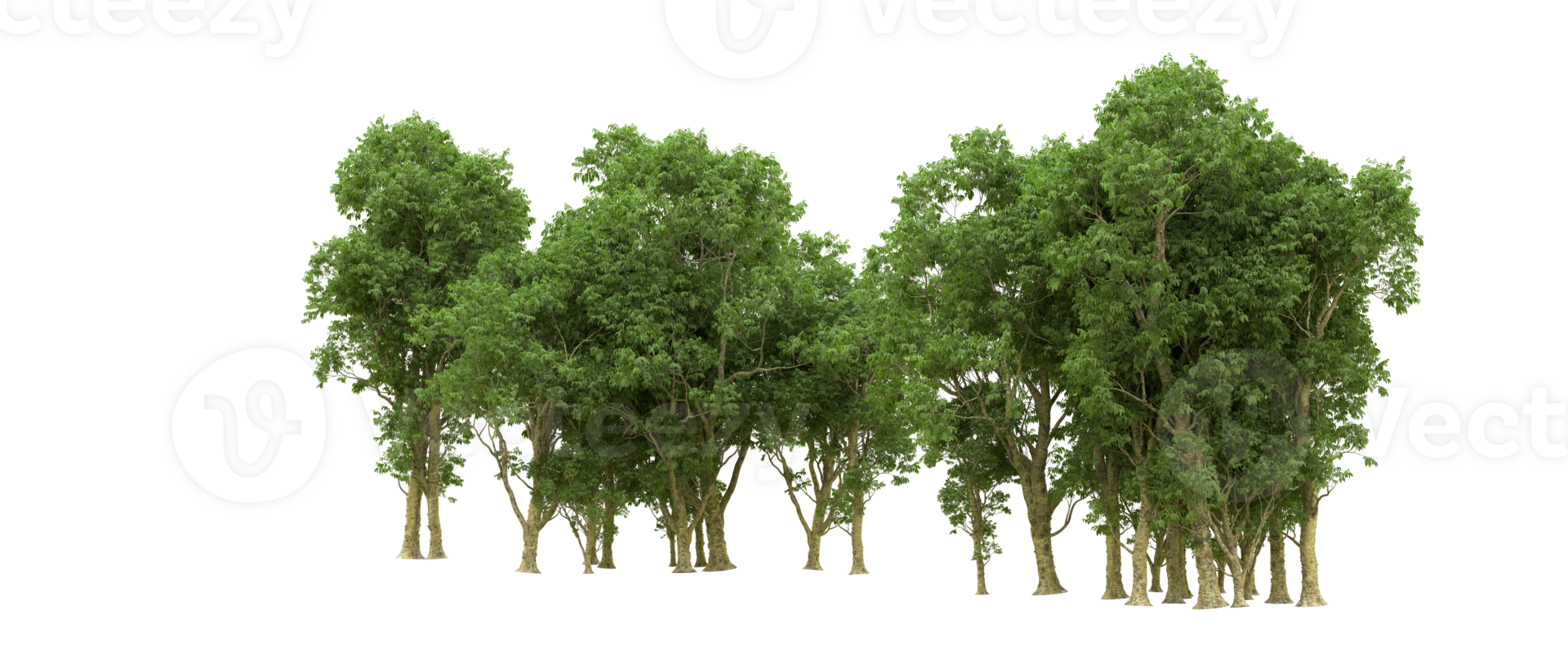 Green forest isolated on background. 3d rendering - illustration png