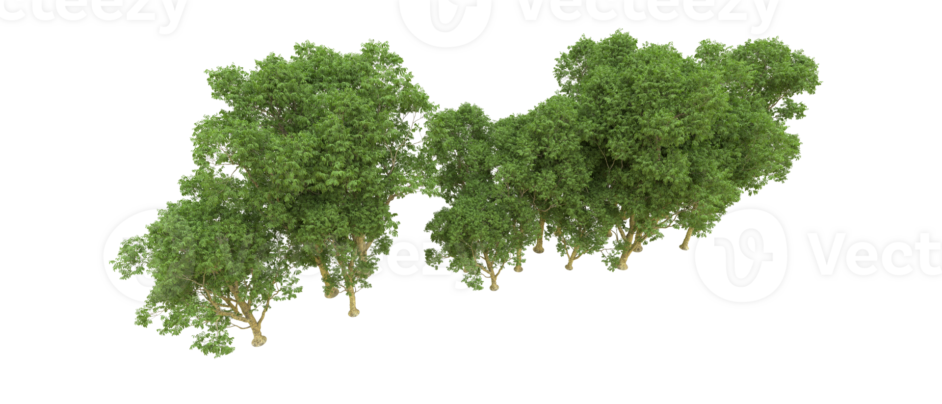 Grün Wald isoliert auf Hintergrund. 3d Rendern - - Illustration png