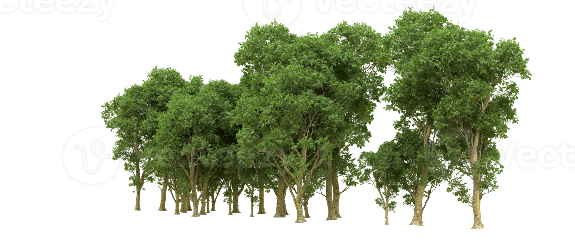 Green forest isolated on background. 3d rendering - illustration png