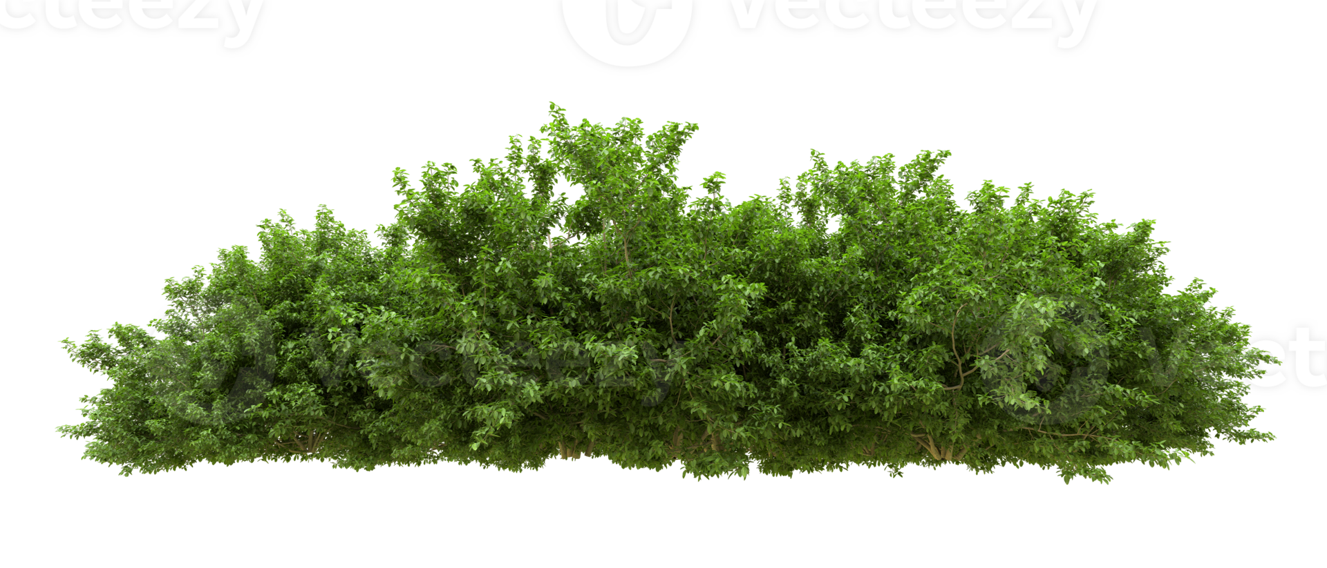 Green forest isolated on background. 3d rendering - illustration png