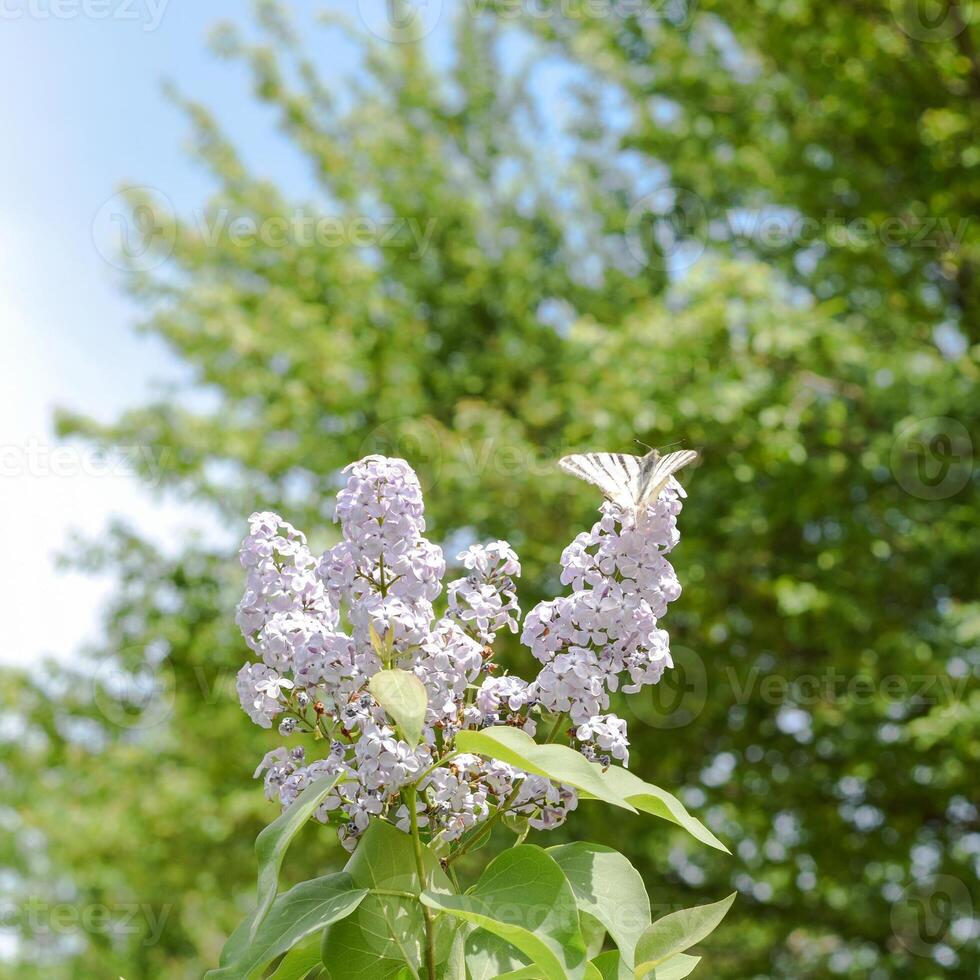 Swallowtail butterfly. Butterfly white sailboat on the flowers of lilac photo