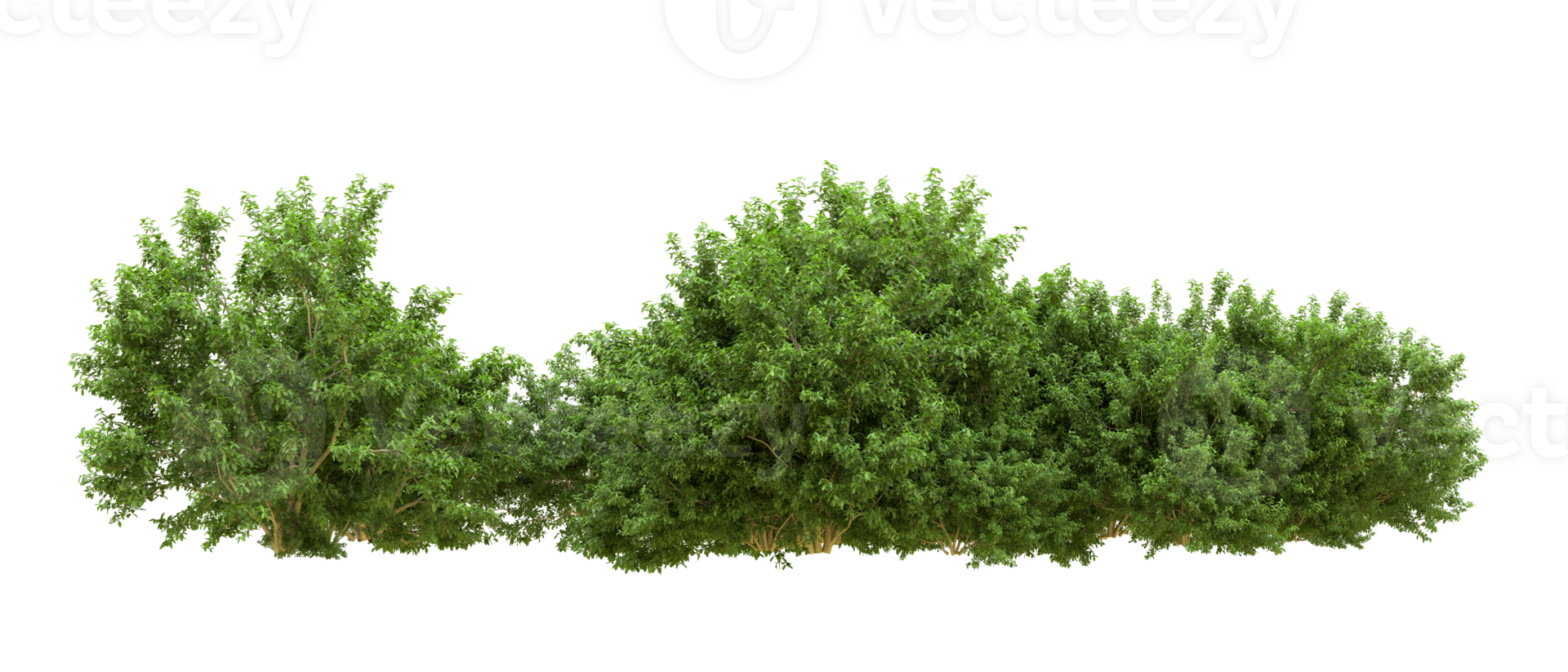 Green forest isolated on background. 3d rendering - illustration png