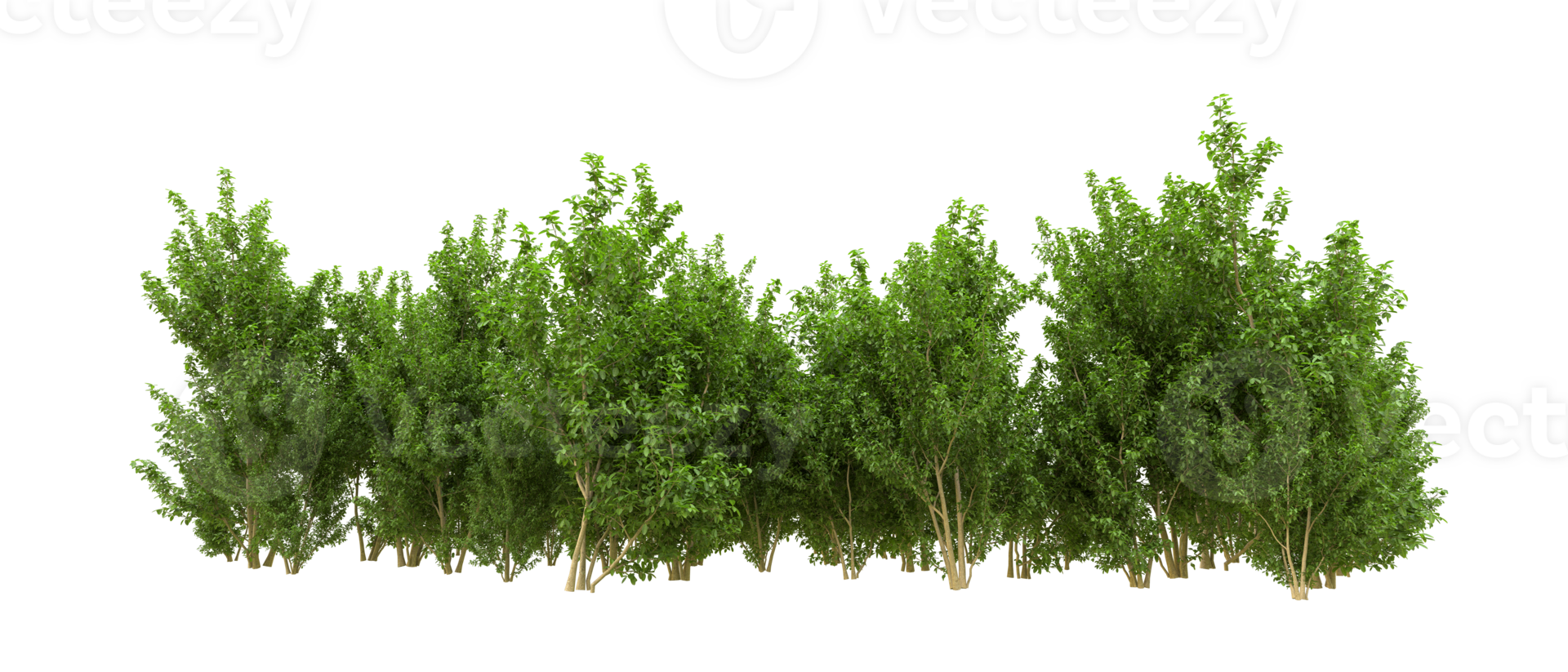 Green forest isolated on background. 3d rendering - illustration png