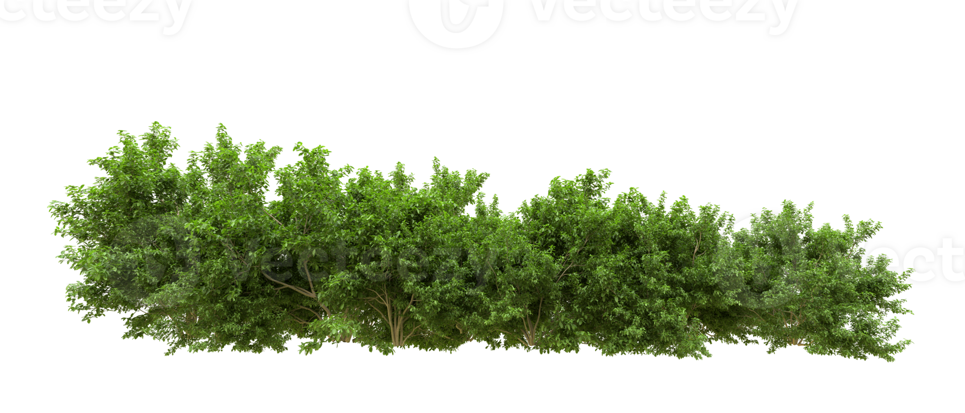 Green forest isolated on background. 3d rendering - illustration png