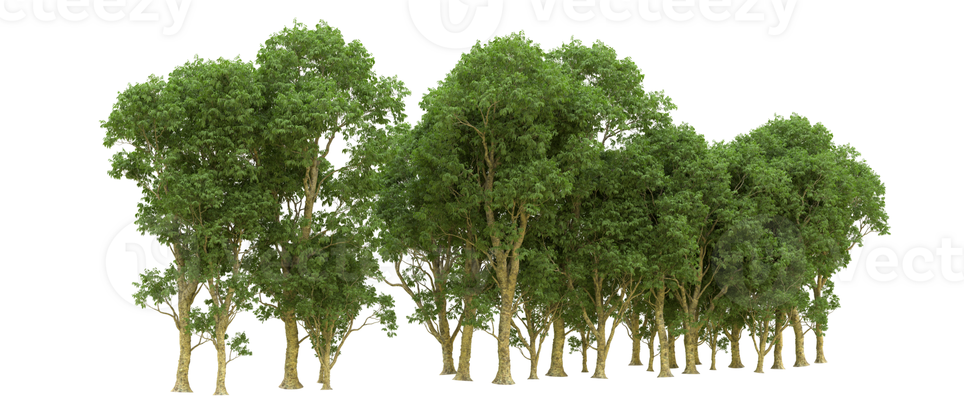 Green forest isolated on background. 3d rendering - illustration png