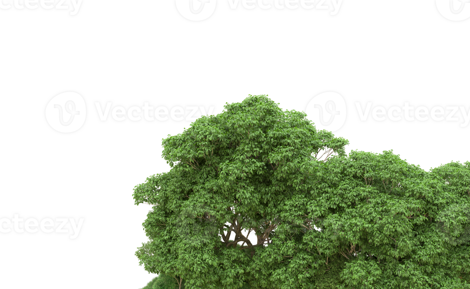 Green forest isolated on background. 3d rendering - illustration png