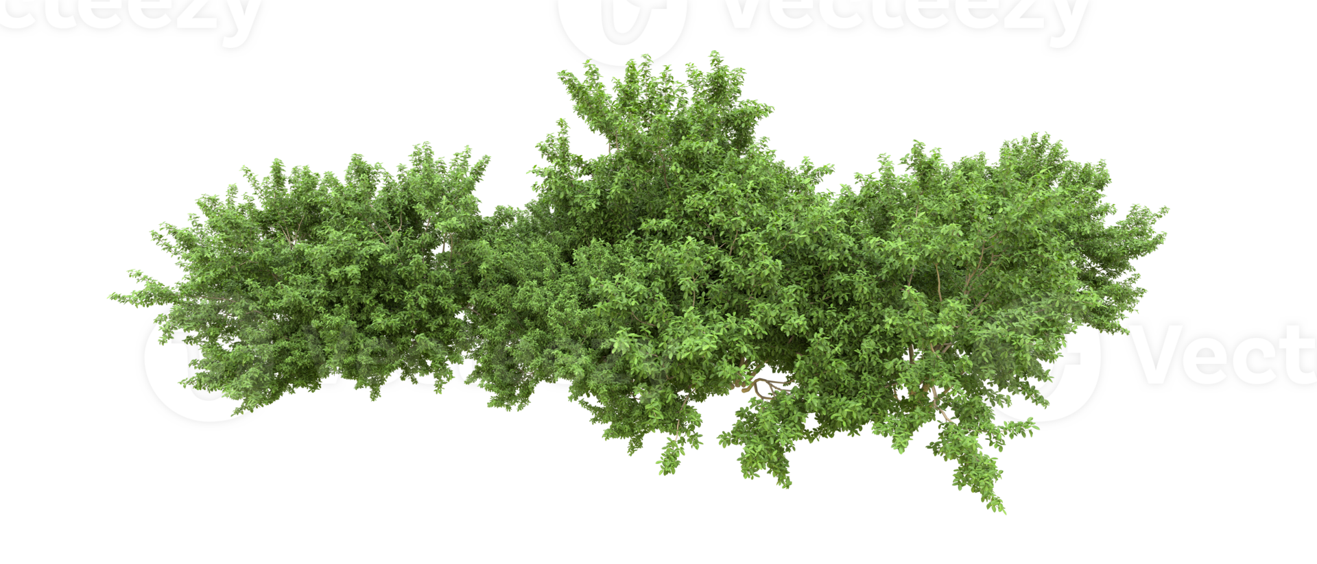 Green forest isolated on background. 3d rendering - illustration png