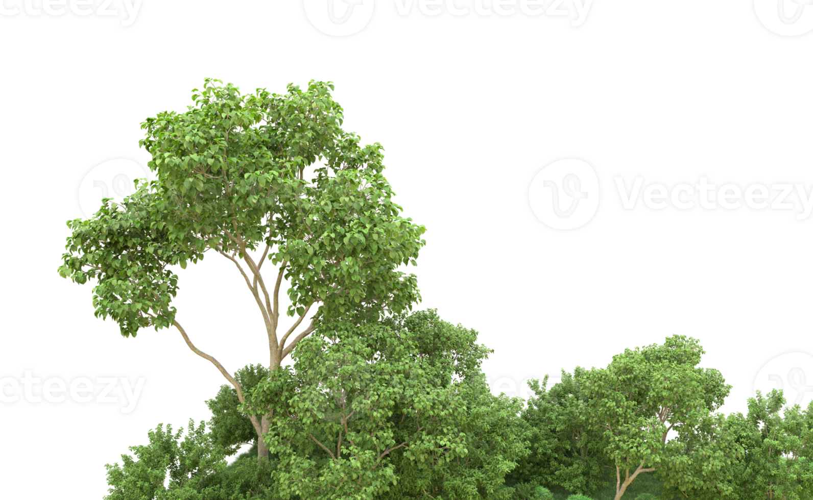 Green forest isolated on background. 3d rendering - illustration png
