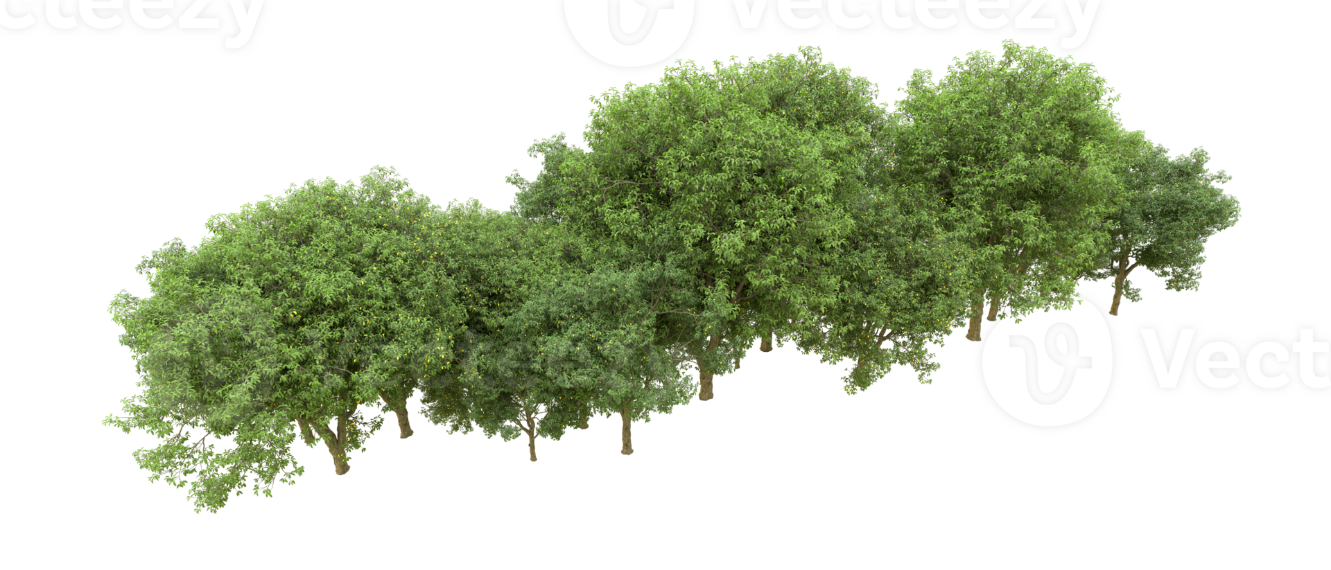 verde foresta isolato su sfondo. 3d interpretazione - illustrazione png