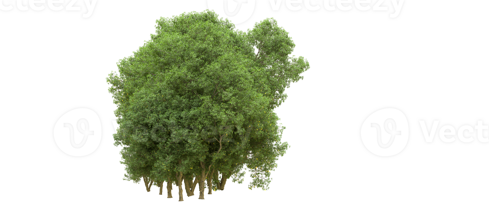 vert forêt isolé sur Contexte. 3d le rendu - illustration png