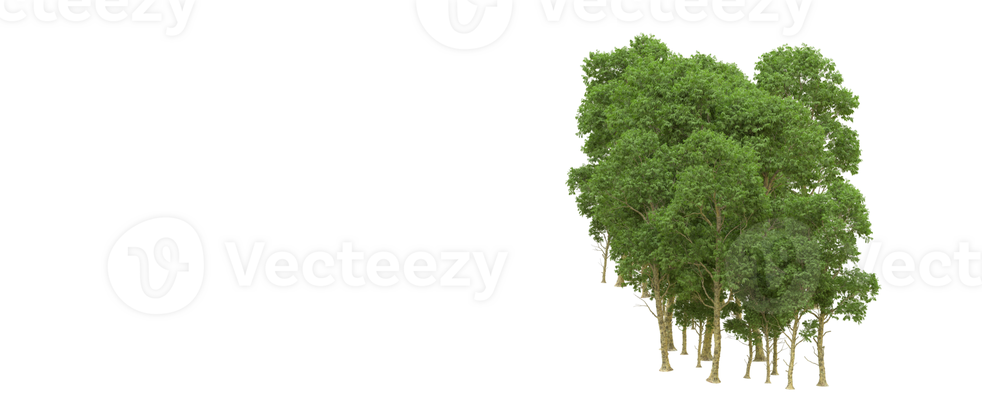 Green forest isolated on background. 3d rendering - illustration png