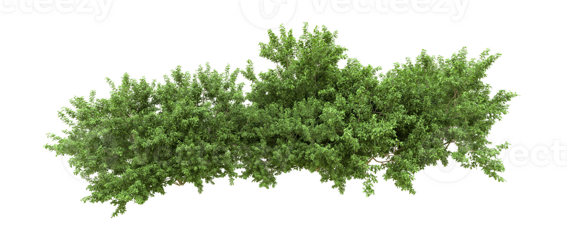 Green forest isolated on background. 3d rendering - illustration png