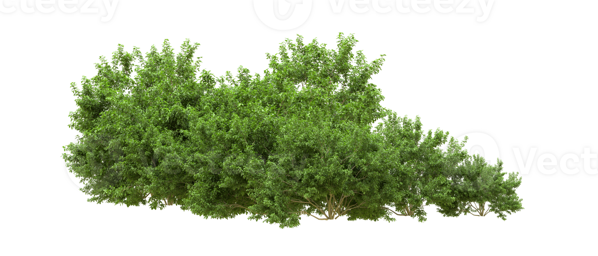 Green forest isolated on background. 3d rendering - illustration png