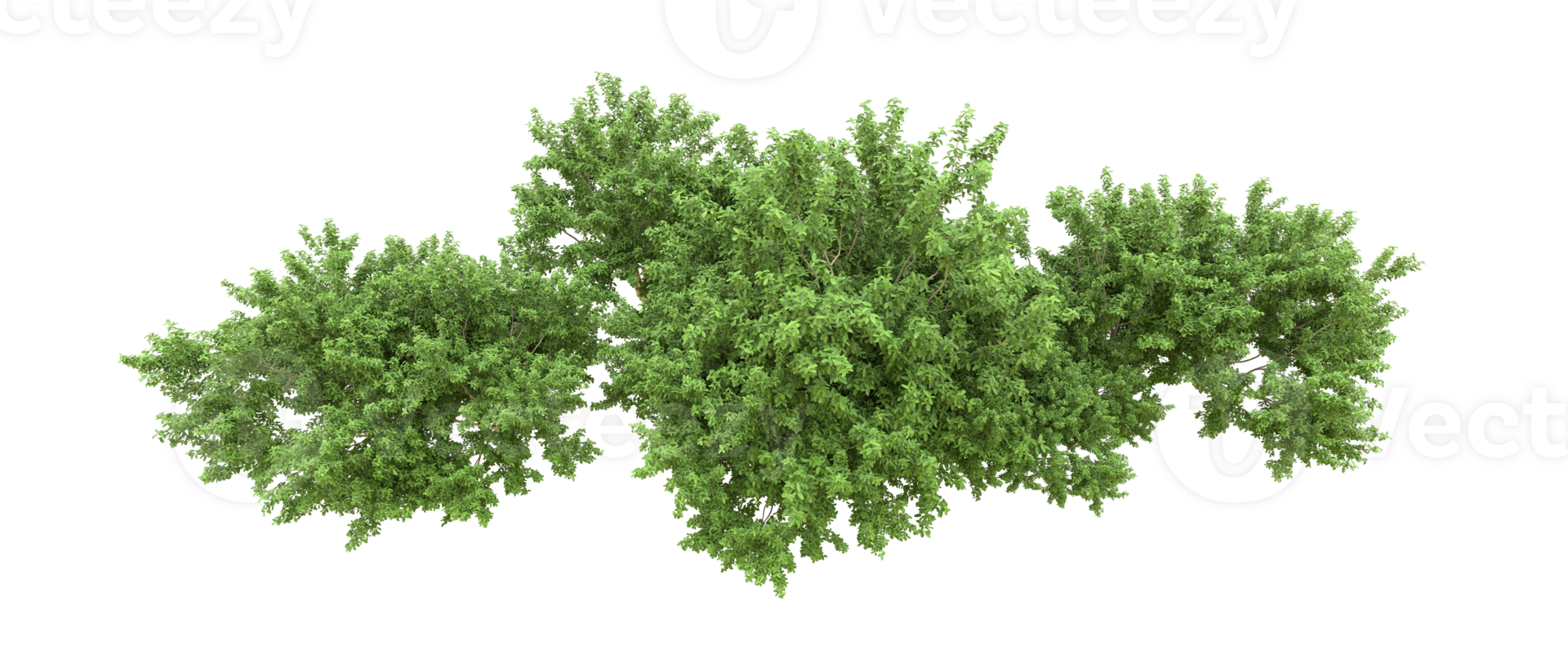 Green forest isolated on background. 3d rendering - illustration png