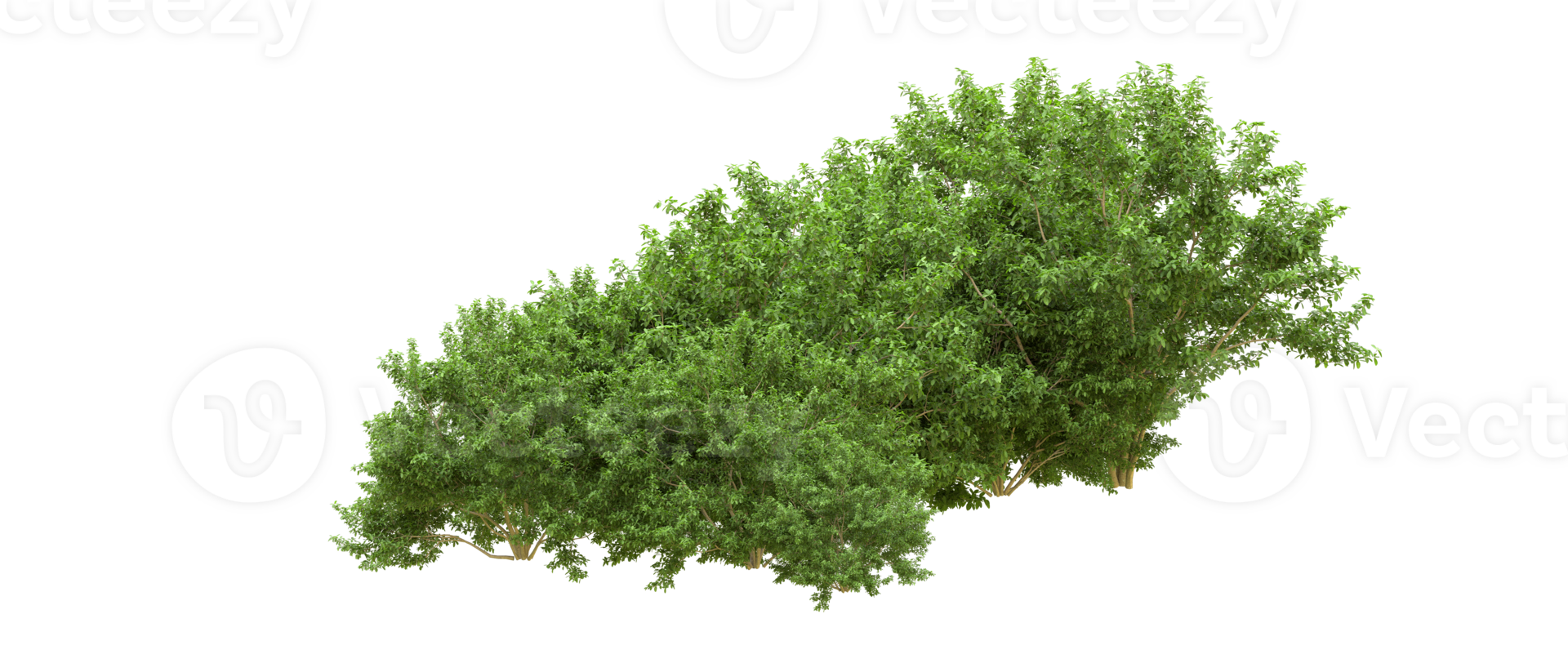 Green forest isolated on background. 3d rendering - illustration png