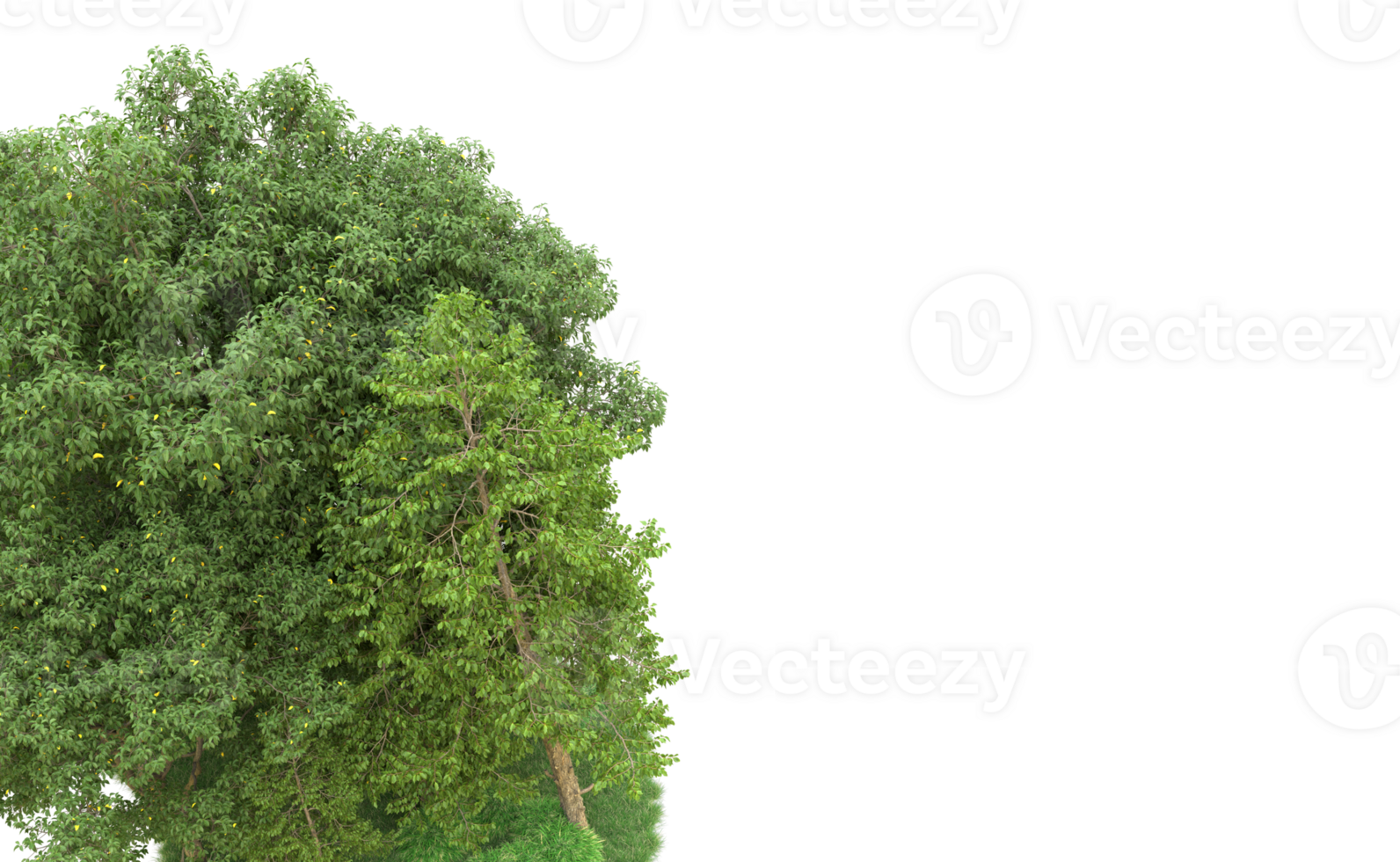 Green forest isolated on background. 3d rendering - illustration png