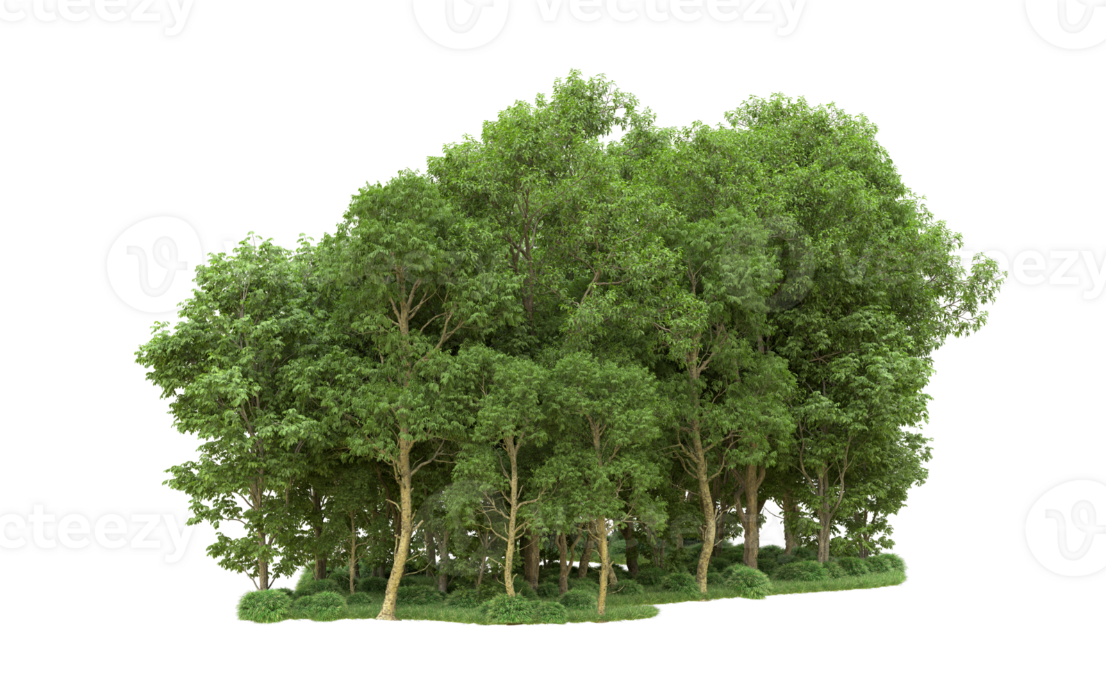 Green forest isolated on background. 3d rendering - illustration png