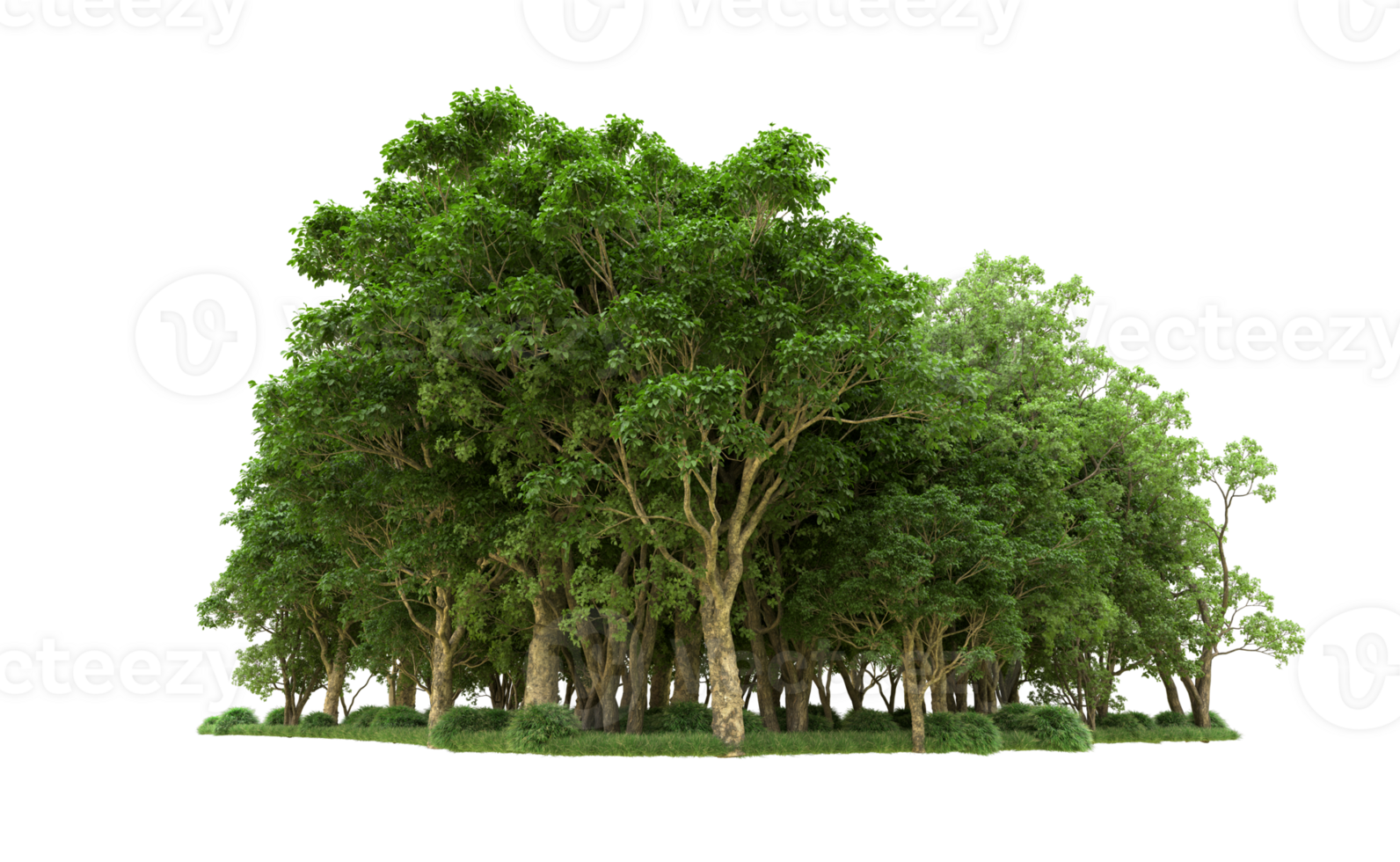 Green forest isolated on background. 3d rendering - illustration png