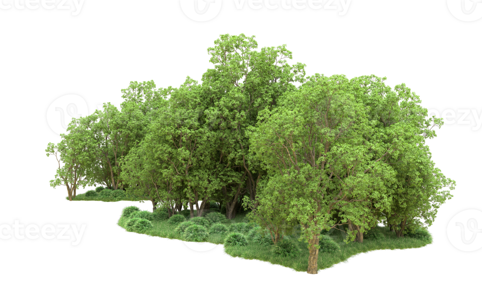 Green forest isolated on background. 3d rendering - illustration png
