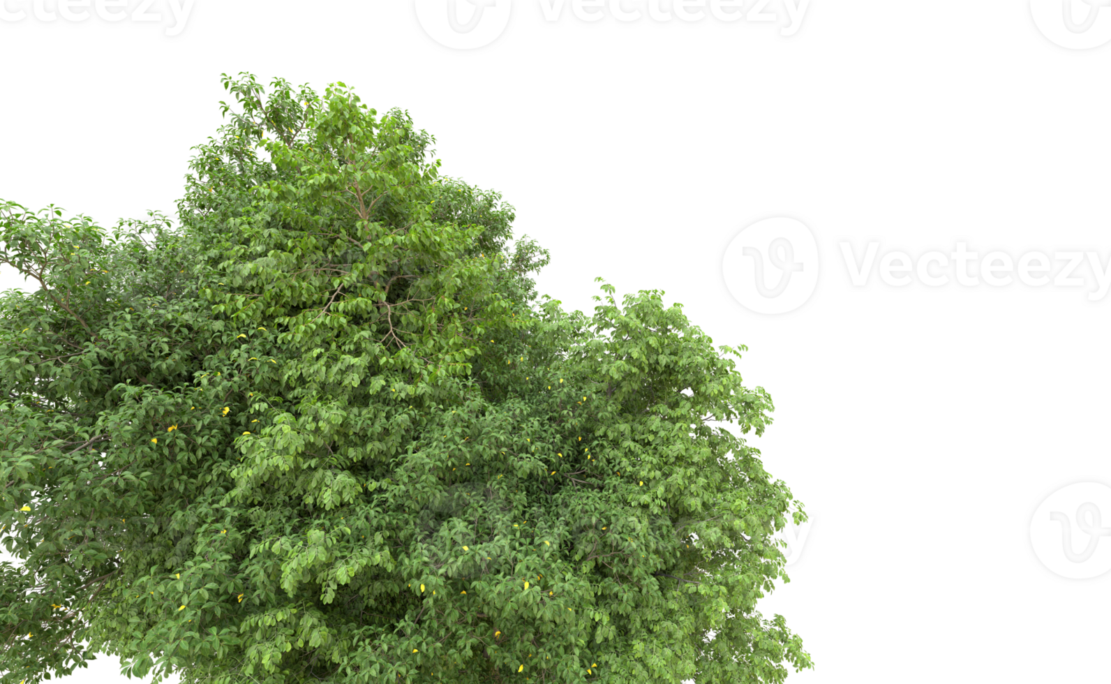 Green forest isolated on background. 3d rendering - illustration png