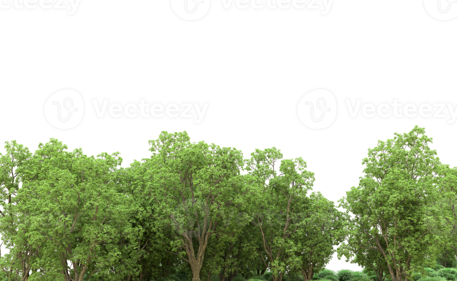Green forest isolated on background. 3d rendering - illustration png