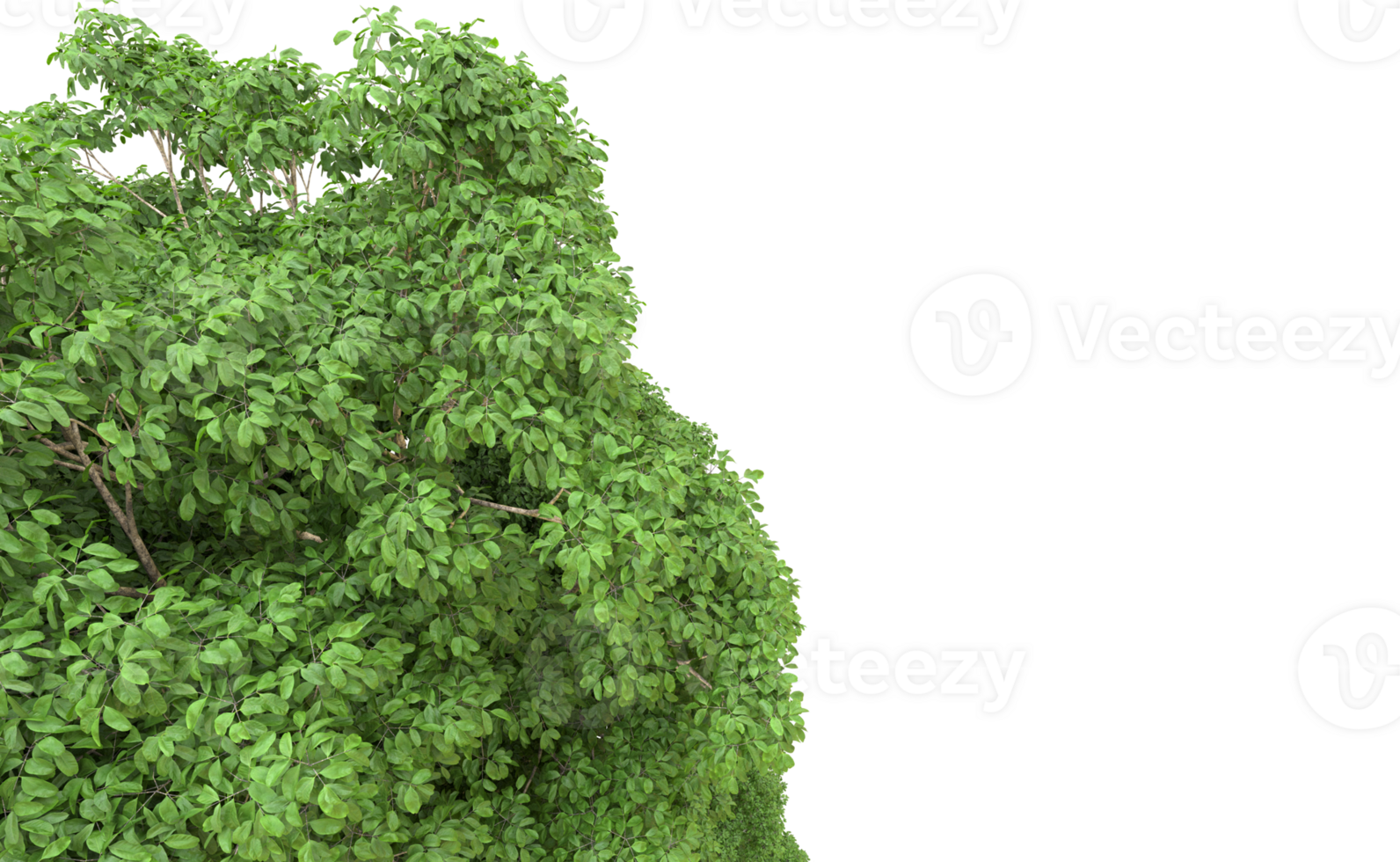 Green forest isolated on background. 3d rendering - illustration png