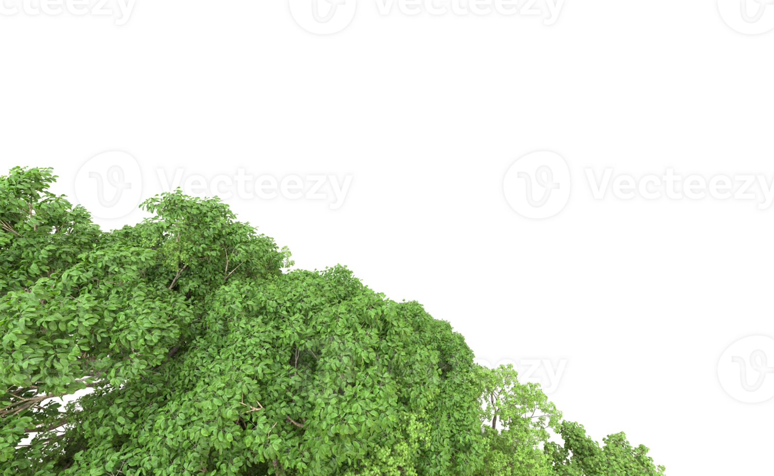 Green forest isolated on background. 3d rendering - illustration png