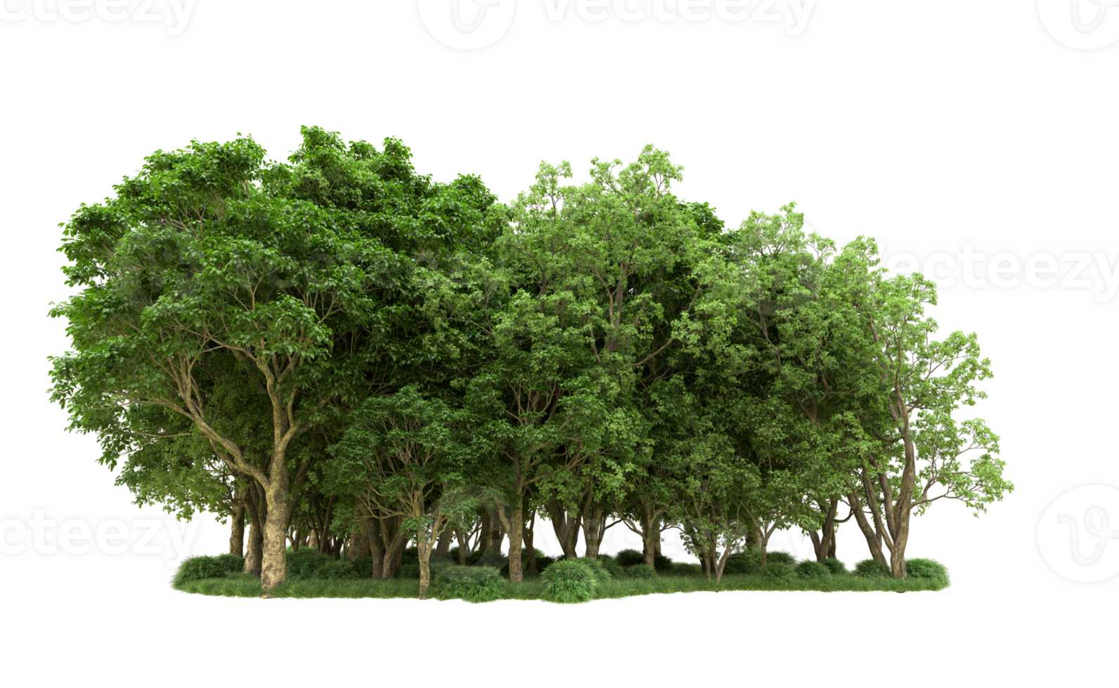 Green forest isolated on background. 3d rendering - illustration png