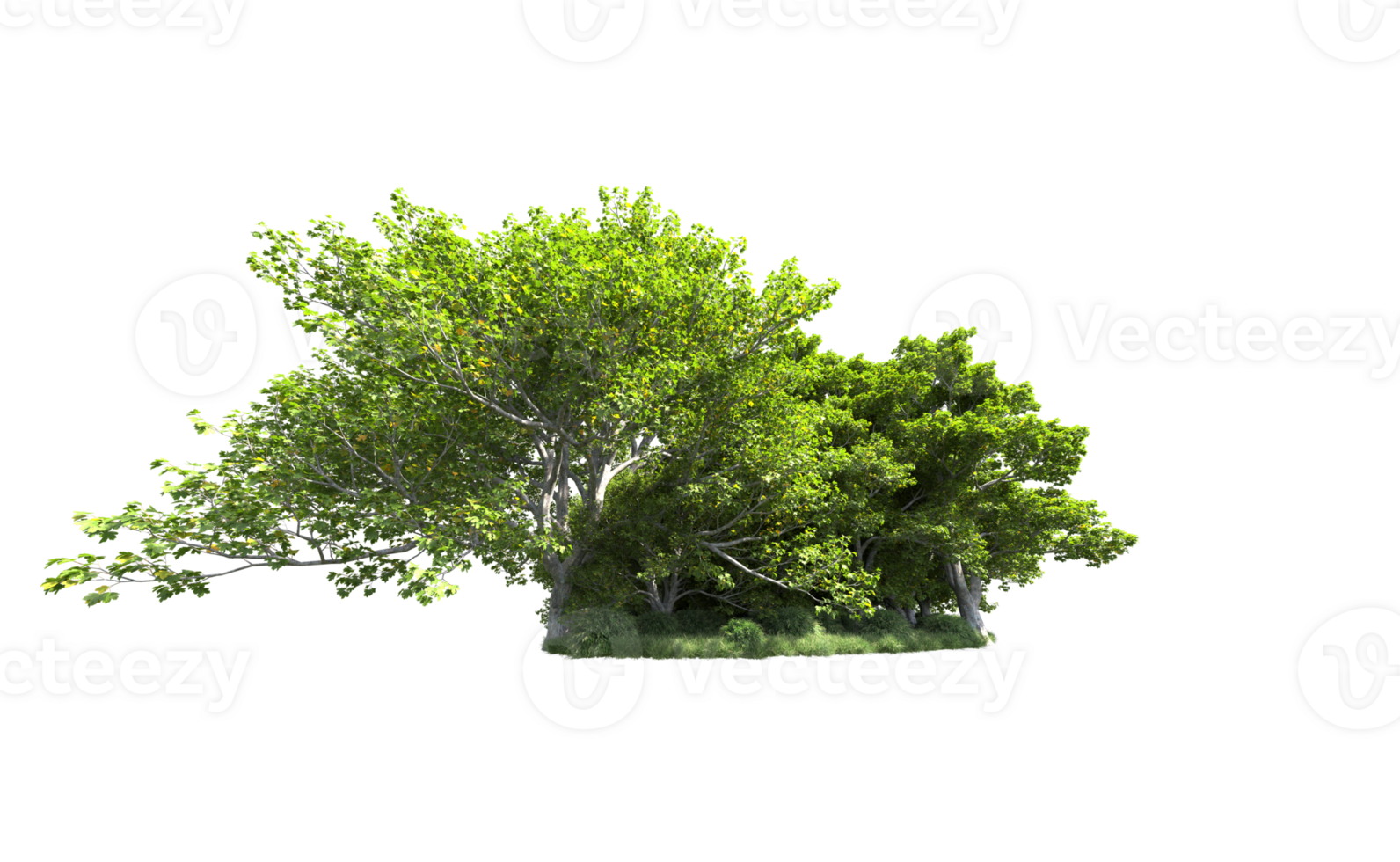 Green forest isolated on background. 3d rendering - illustration png