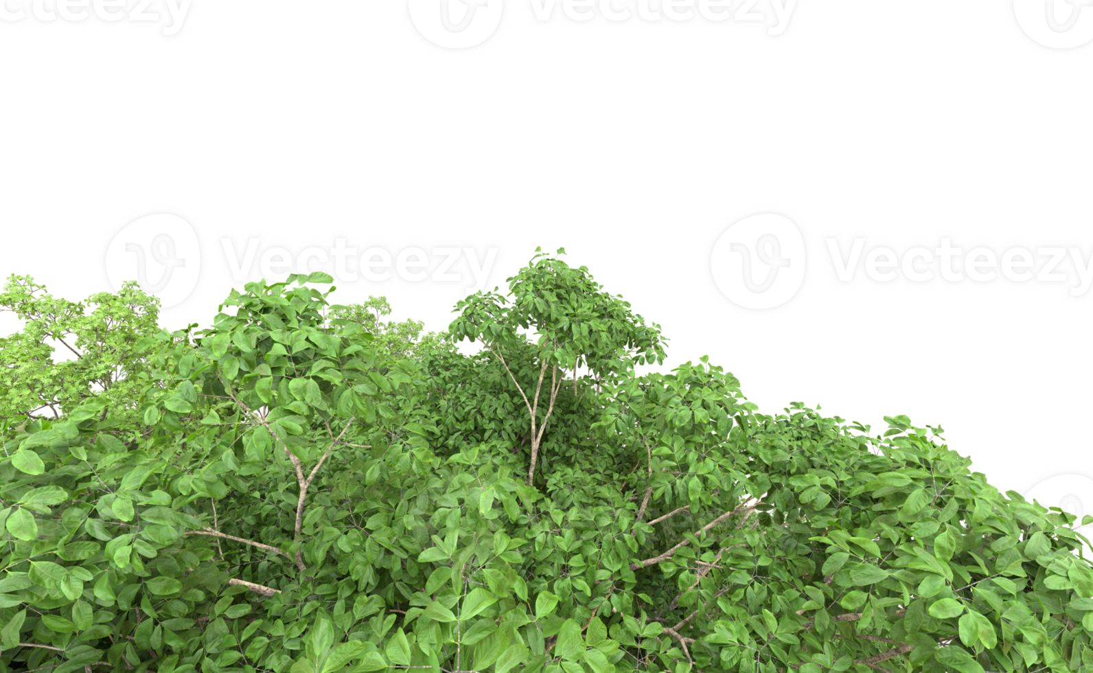 Green forest isolated on background. 3d rendering - illustration png