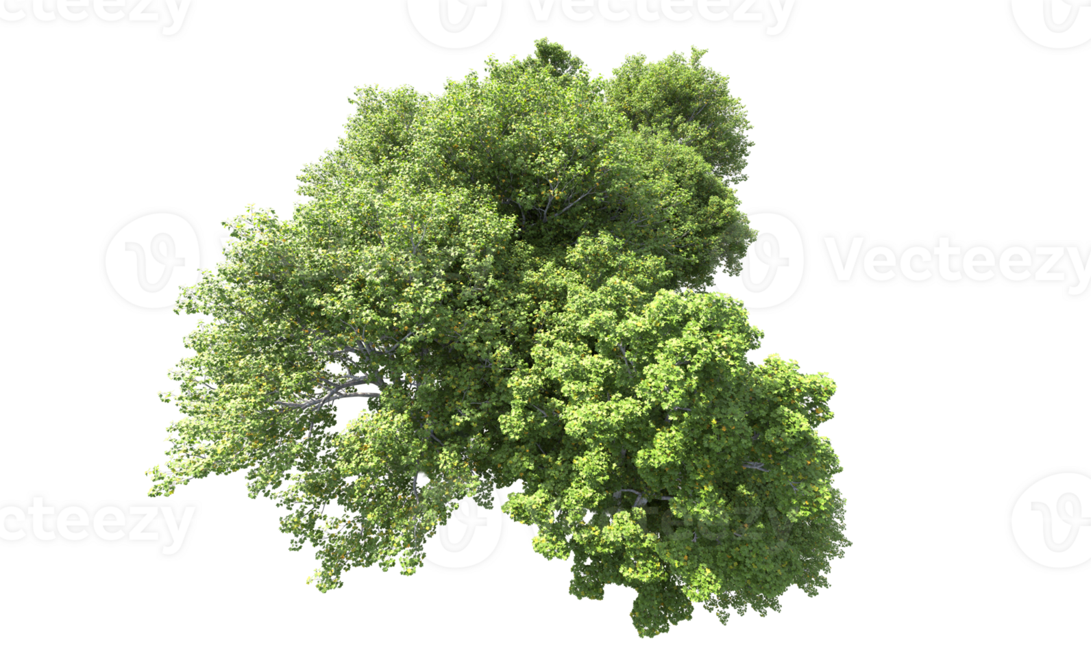 Green forest isolated on background. 3d rendering - illustration png