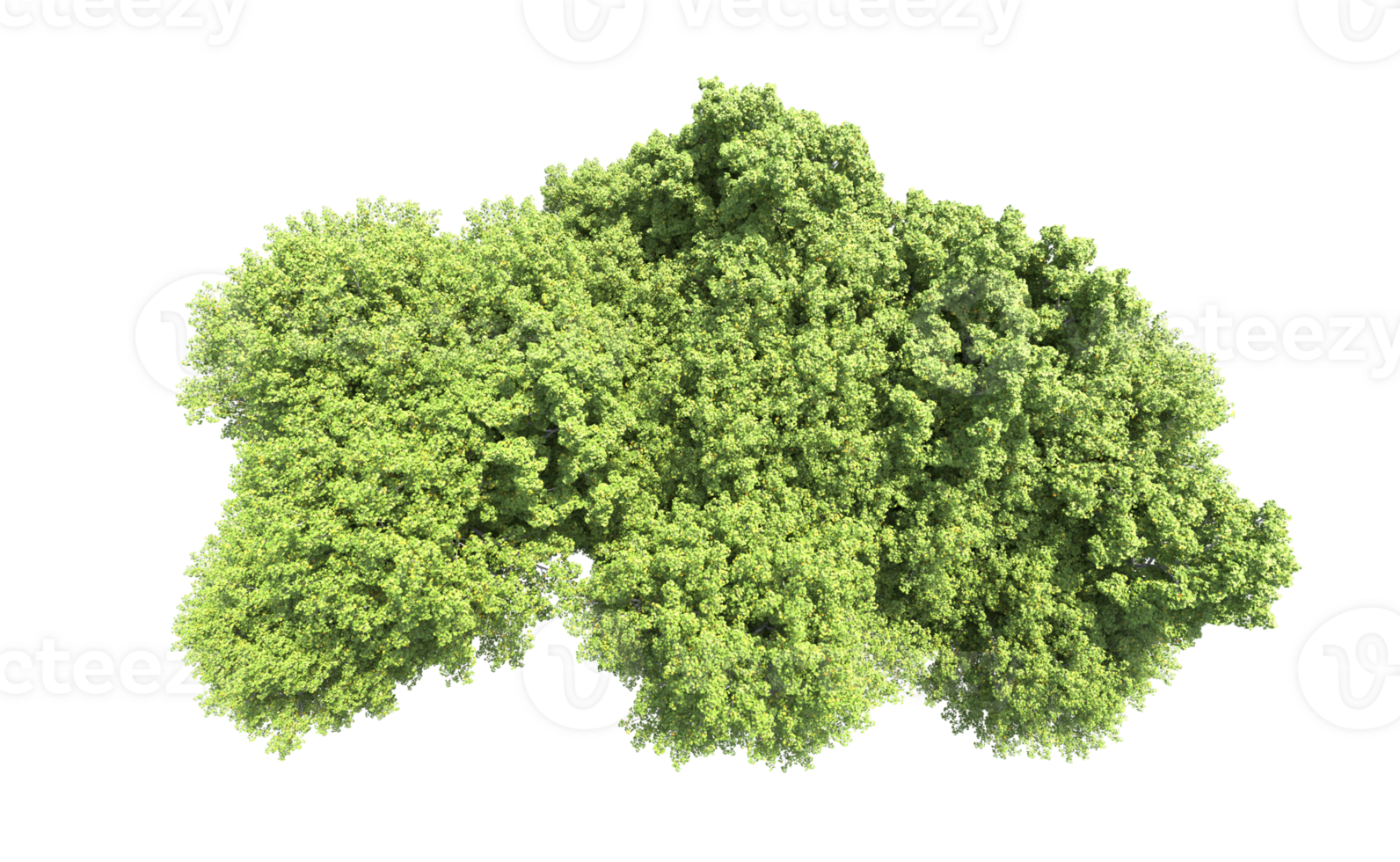 Green forest isolated on background. 3d rendering - illustration png