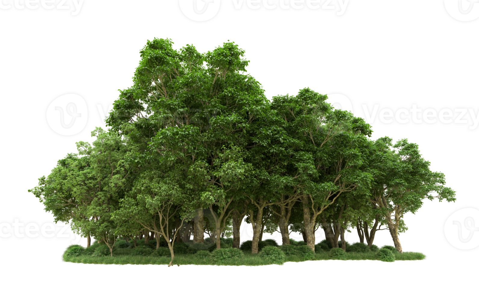 Green forest isolated on background. 3d rendering - illustration png