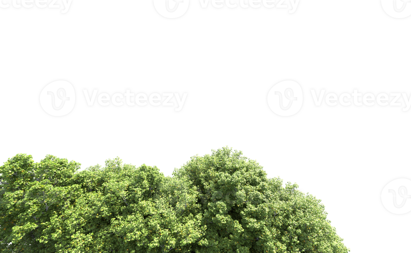 Green forest isolated on background. 3d rendering - illustration png