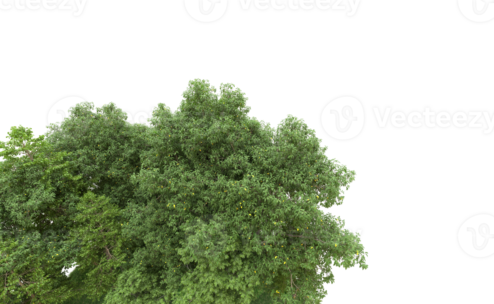 Green forest isolated on background. 3d rendering - illustration png