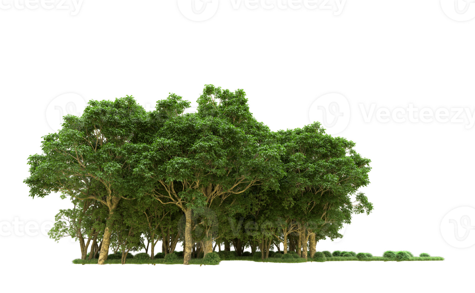 Green forest isolated on background. 3d rendering - illustration png