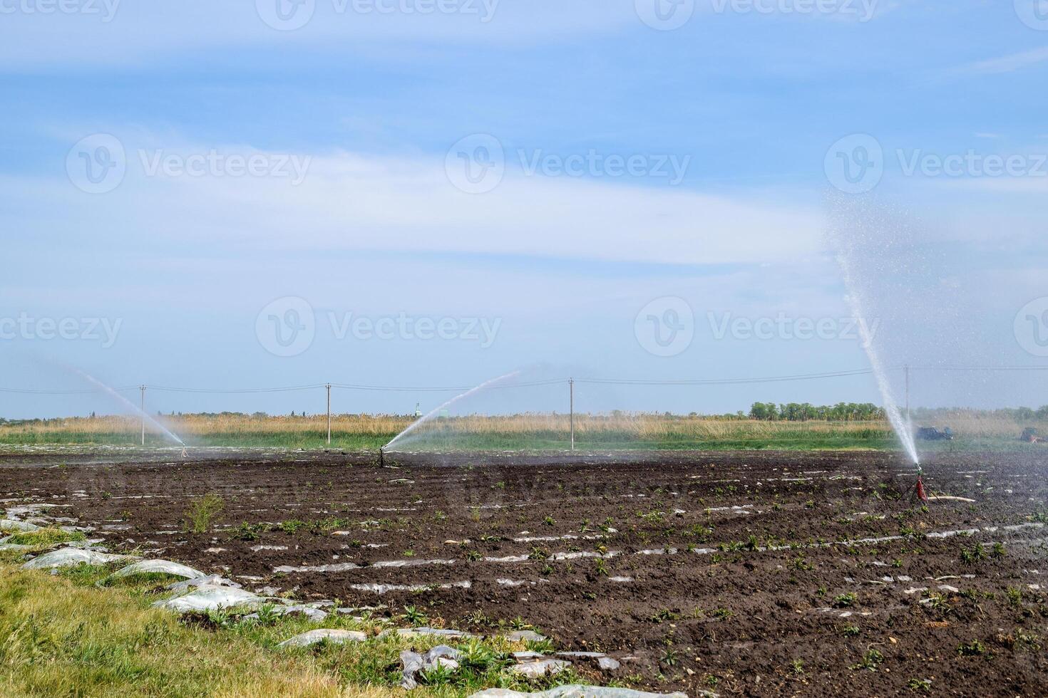 irrigación sistema en campo de melones riego el campos. aspersor foto