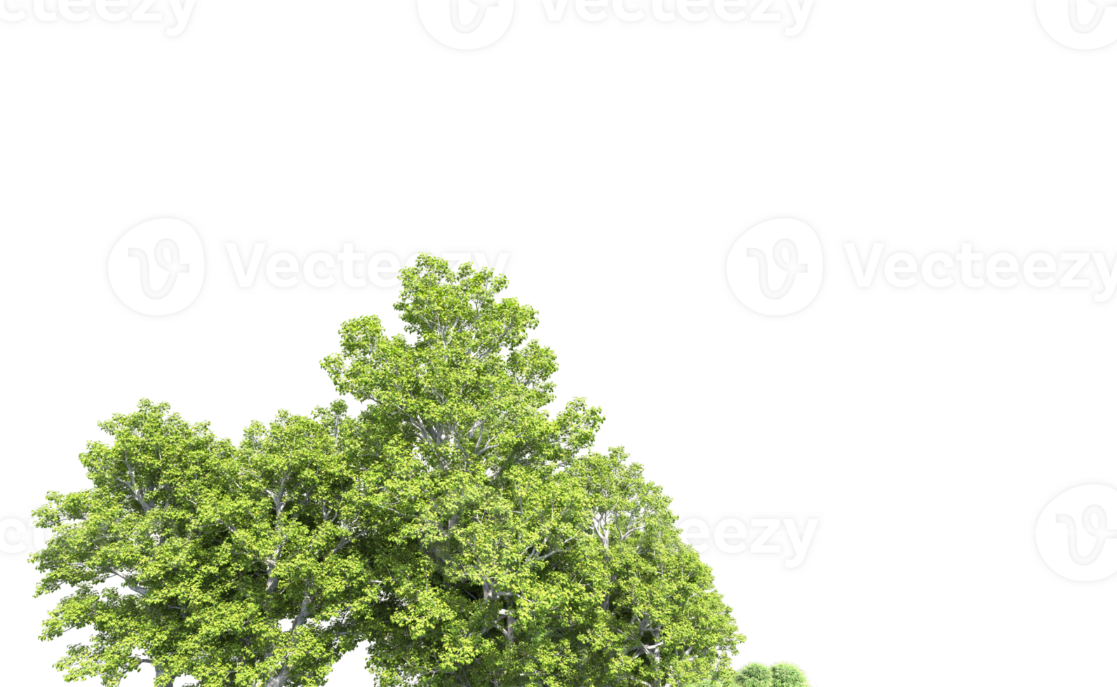 Green forest isolated on background. 3d rendering - illustration png