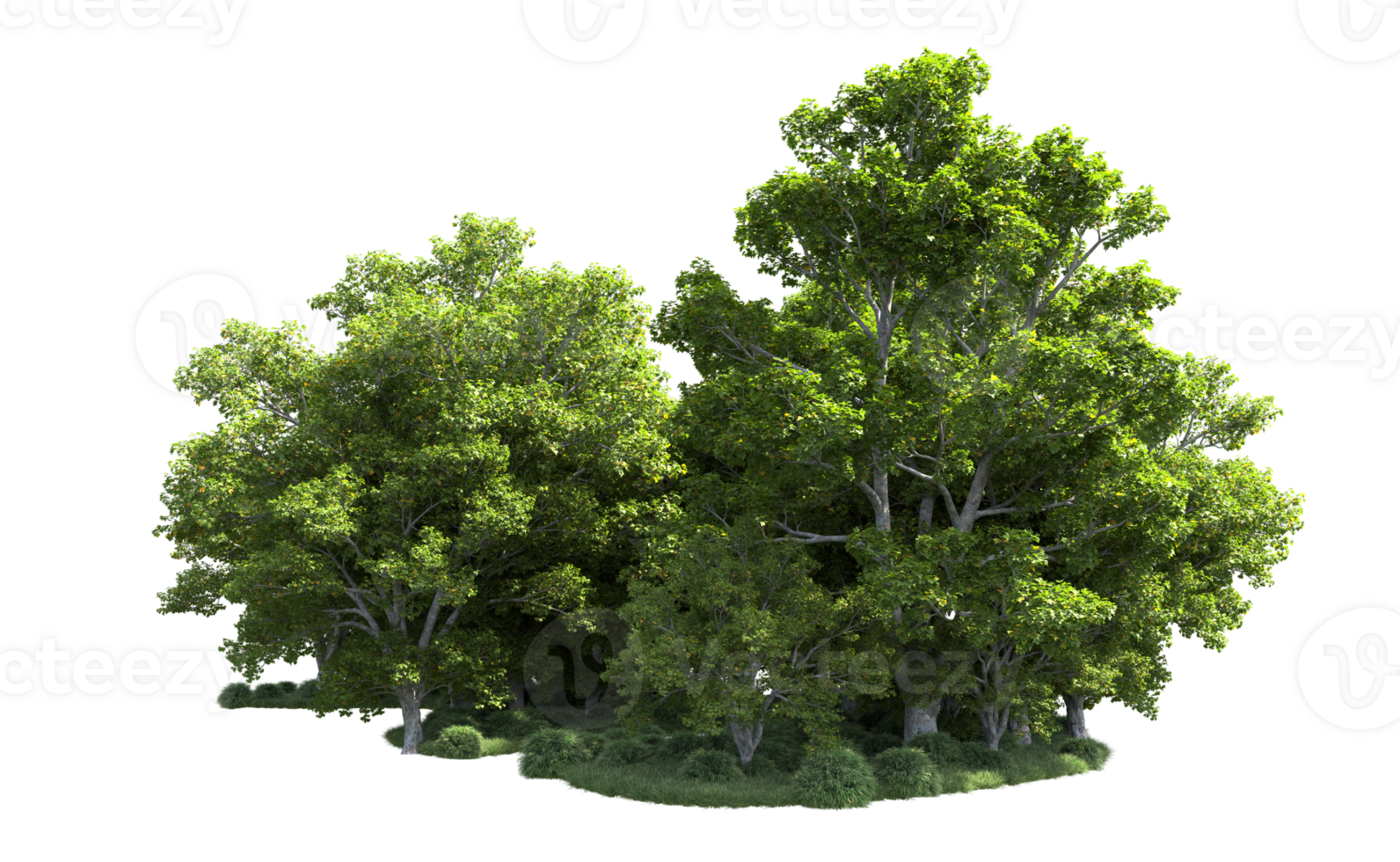 Green forest isolated on background. 3d rendering - illustration png