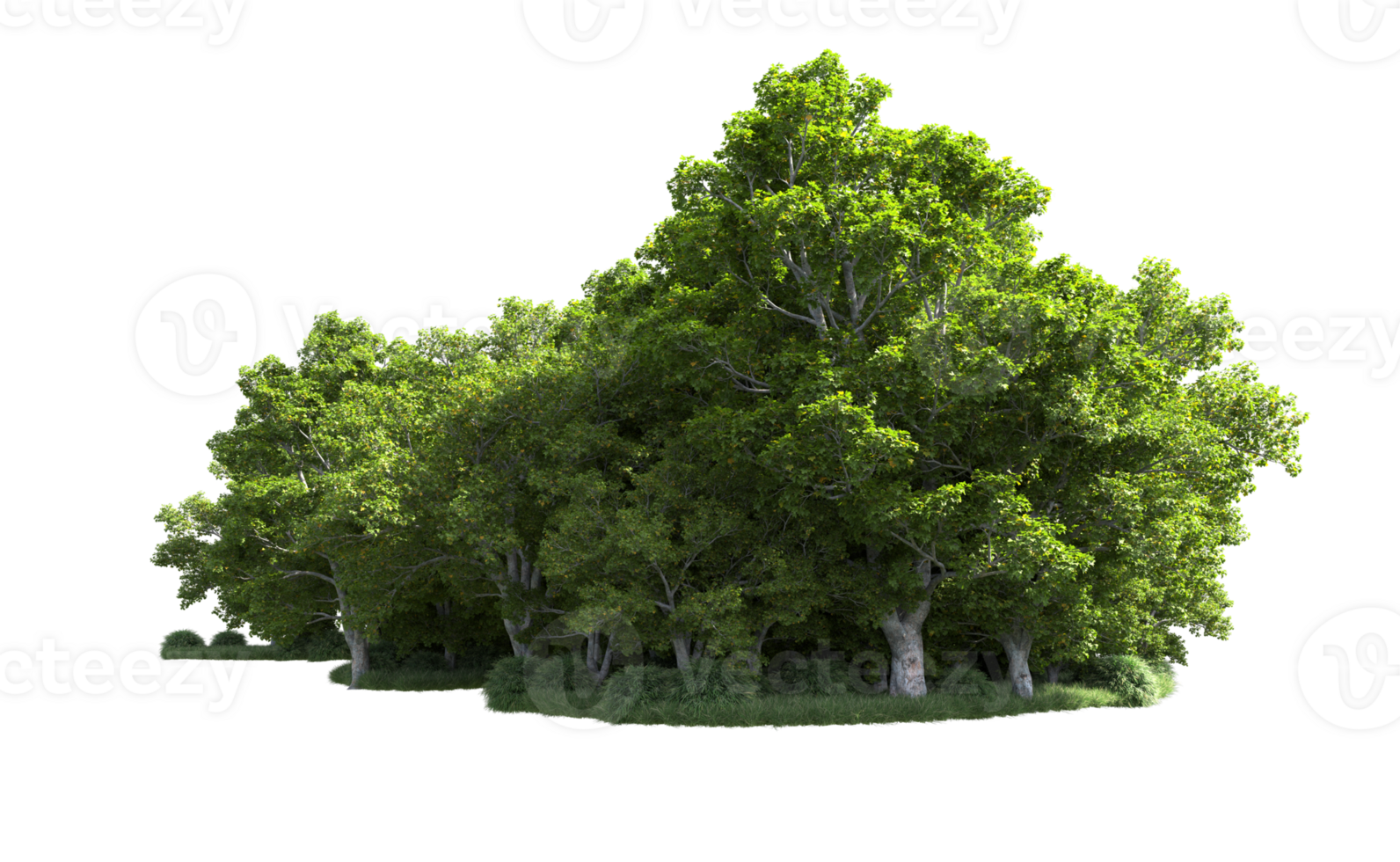 Green forest isolated on background. 3d rendering - illustration png