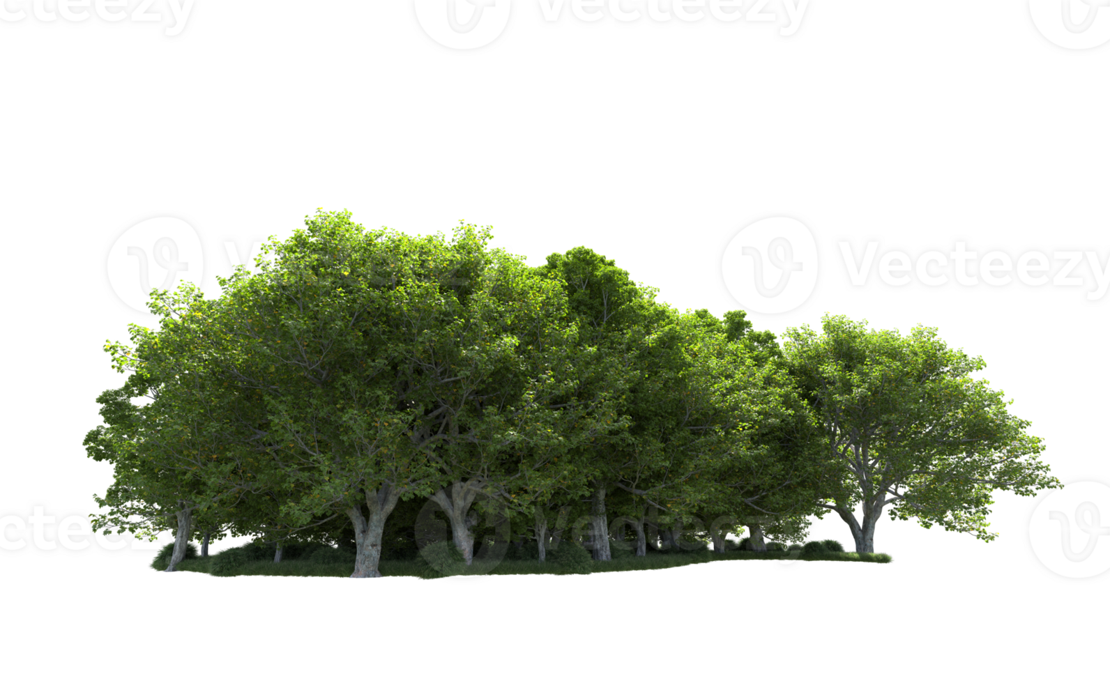 Green forest isolated on background. 3d rendering - illustration png