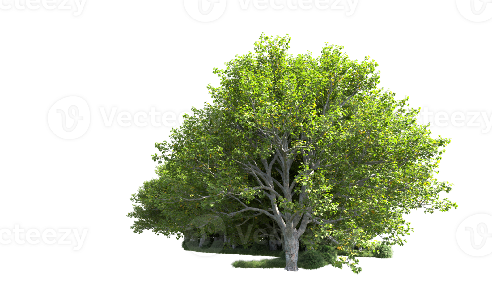 Green forest isolated on background. 3d rendering - illustration png