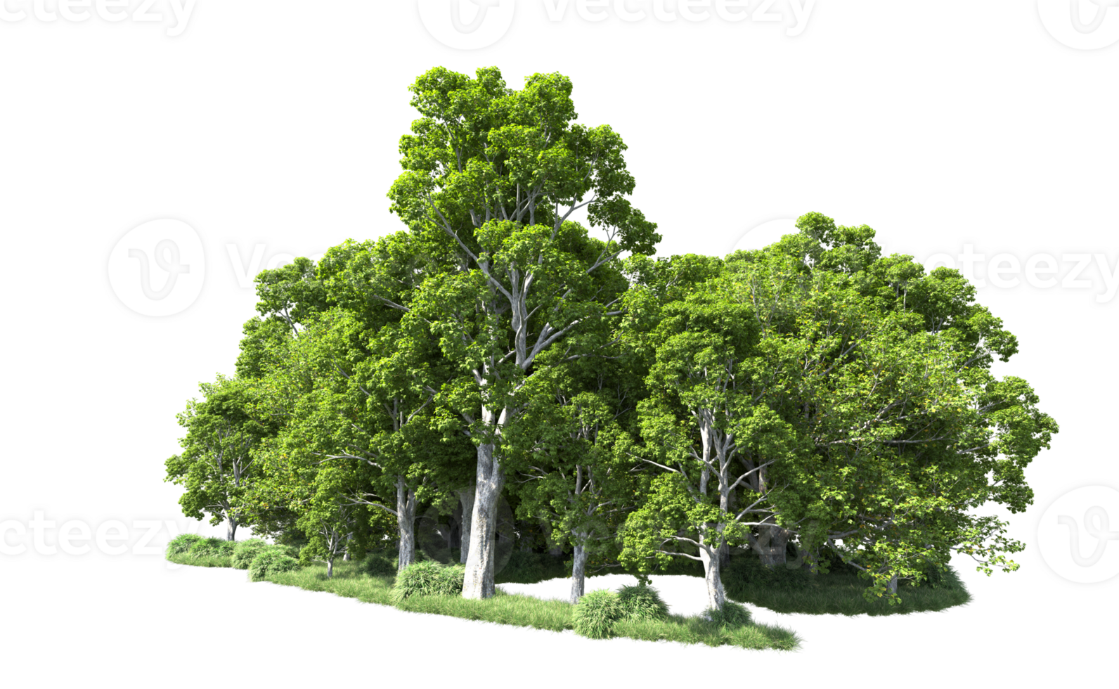 Green forest isolated on background. 3d rendering - illustration png